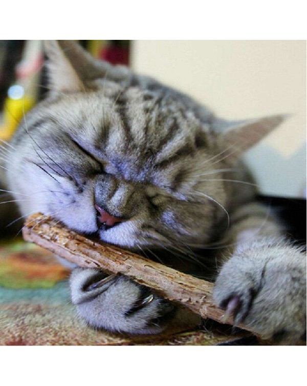 15pcs Natural Fruit Matatabi Cat Snacks Sticks Catnip Pet Cat Molar Rod